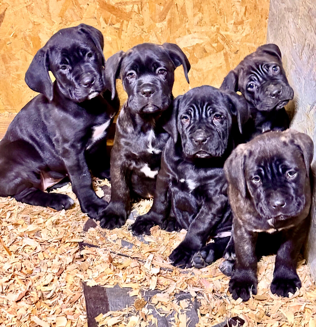 CANECORSO PUPPIES FOR SALE